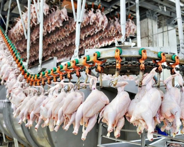 Компания «Мироновский хлебопродукт» увеличивает вывоз курятины почти на треть Изображение 89.1.jpg